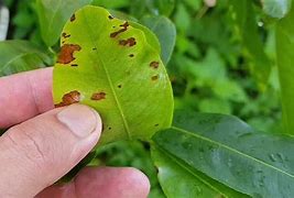 Mai Vàng Bị Cháy Lá